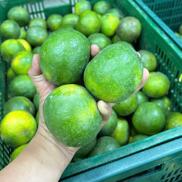Cỡ Nhỏ (Bi)