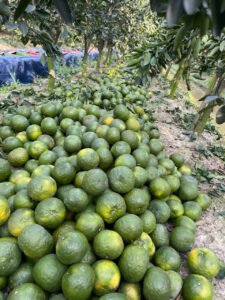 Vựa Cam Thành Đô,