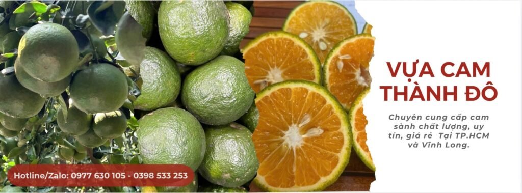 BÌA-Vựa-Cam-Thành-Dô