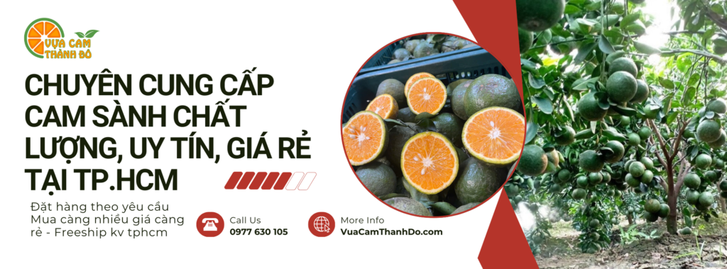 BÌA Vựa Cam Thành Dô2 Giới thiệu về Cây Cam Sành Vựa Cam Thành Đô