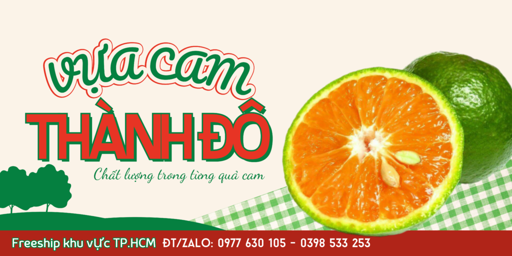 BÌA Vựa Cam Thành Dô4 CAM SÀNH VĨNH LONG Vựa Cam Thành Đô