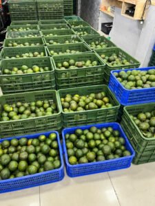 Vựa cam Thành dô vựa cam sài gòn vựa cam HCM Vựa cam Hồ Chí Minh cam sành miền tây6342665993061 4a1bc0c3831d4b125b8209ce5c266235 Trang Chủ Vựa Cam Thành Đô