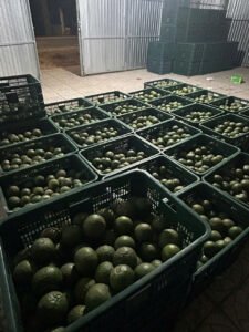 Vựa cam Thành dô vựa cam sài gòn vựa cam HCM Vựa cam Hồ Chí Minh cam sành miền tây6342670624004 5cb42991d3cf31bd0ed77b6839fcc7e0 Trang Chủ Vựa Cam Thành Đô