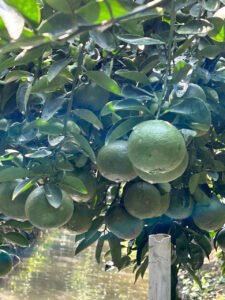 Vựa cam Thành dô vựa cam sài gòn vựa cam HCM Vựa cam Hồ Chí Minh cam sành miền tây6342676462453 9ed593886f1d9ad1d6bf66a31ae14727 Trang Chủ Vựa Cam Thành Đô