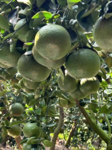 Vựa cam Thành dô vựa cam sài gòn vựa cam HCM Vựa cam Hồ Chí Minh cam sành miền tây6342676467050 b65af5c559ce74e5af905698fad99bc3 Trang Chủ Vựa Cam Thành Đô