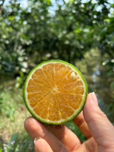 Vựa cam Thành dô vựa cam sài gòn vựa cam HCM Vựa cam Hồ Chí Minh6332375194976 e60c4f6447ac6406237be1bcede11b79 1 Trang Chủ Vựa Cam Thành Đô