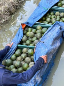 Vựa cam Thành dô vựa cam sài gòn vựa cam HCM Vựa cam Hồ Chí Minh6332375242032 72d39b30904f407a0ffbf3b207fe3078 1 Trang Chủ Vựa Cam Thành Đô