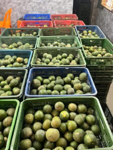 Vựa cam Thành dô vựa cam sài gòn vựa cam HCM Vựa cam Hồ Chí Minh6332375259610 e07d321847584bad7c2d9419945753c2 1 Trang Chủ Vựa Cam Thành Đô