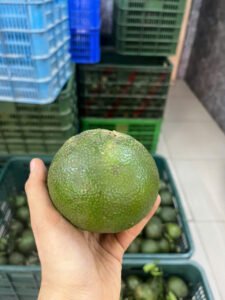 Vựa cam Thành dô vựa cam sài gòn vựa cam HCM Vựa cam Hồ Chí Minh6336198877324 2ec7a27bdffbff8f8de5c5c50313a9dc Trang Chủ Vựa Cam Thành Đô