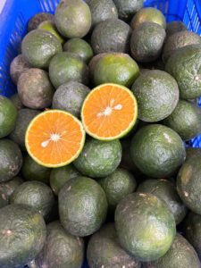 Vựa cam Thành dô vựa cam sài gòn vựa cam HCM Vựa cam Hồ Chí Minh6336198894149 251f00db3839ed627fbb7042d34730ff 1 Trang Chủ Vựa Cam Thành Đô