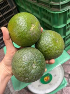 Vựa cam Thành dô vựa cam sài gòn vựa cam HCM Vựa cam Hồ Chí Minh6336198981341 13e6be5f21bfeac69cebc87e6d1f3489 Trang Chủ Vựa Cam Thành Đô