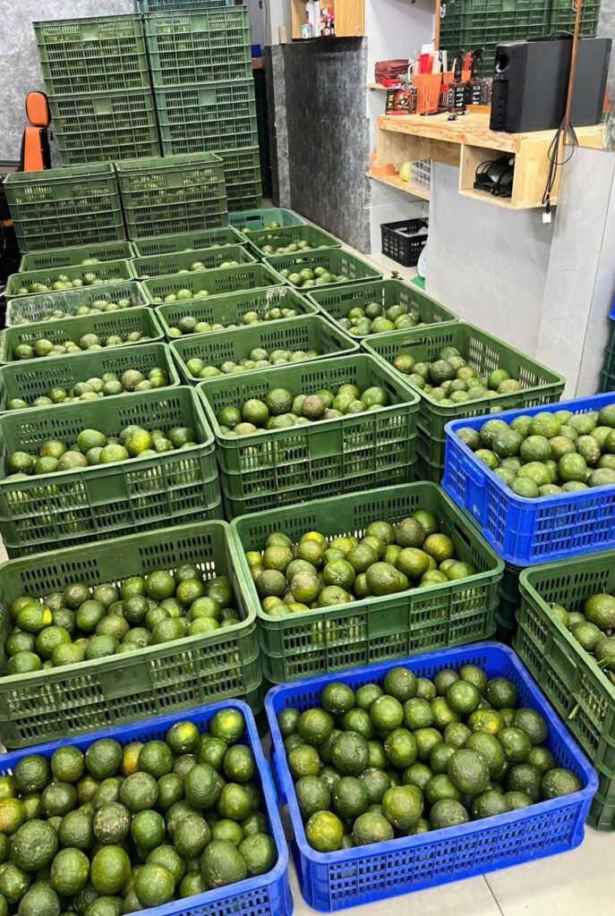 Vựa cam Thành Đô